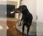 Small #5 Doberman Pinscher