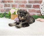 Small #2 Schnauzer (Miniature)
