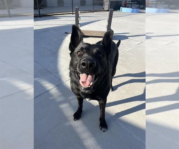 Medium Photo #3 Mutt Puppy For Sale in Elk Grove, CA, USA