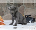 Small Photo #2 Cane Corso Puppy For Sale in FREDERICKSBURG, OH, USA