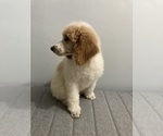Puppy 4 Poodle (Standard)