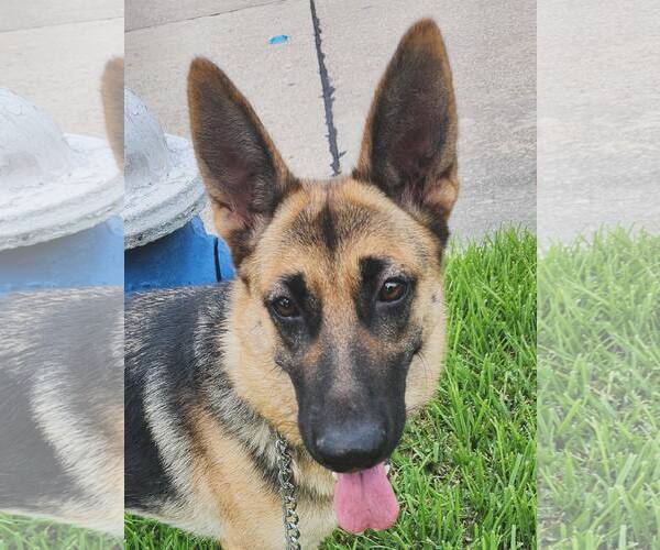 Medium Photo #4 German Shepherd Dog Puppy For Sale in Houston, TX, USA