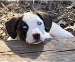 Small Photo #5 Basset Hound-Retriever  Mix Puppy For Sale in Rockaway, NJ, USA