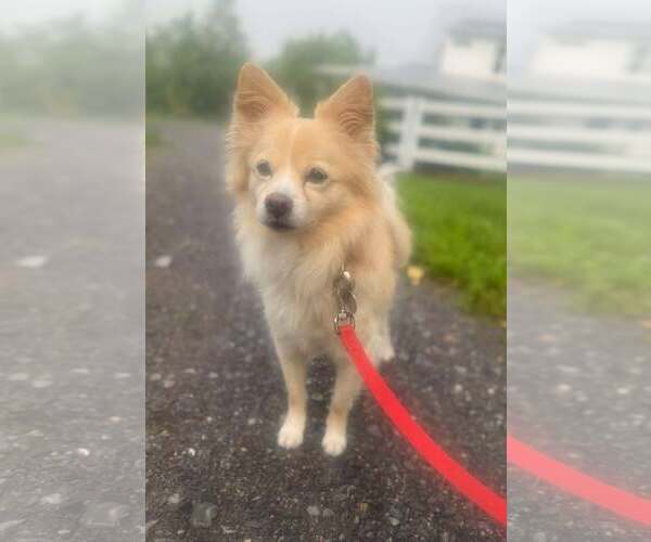 Medium Photo #2 Pomeranian-Unknown Mix Puppy For Sale in Spring Lake, NC, USA