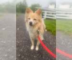 Small #1 Pomeranian Mix