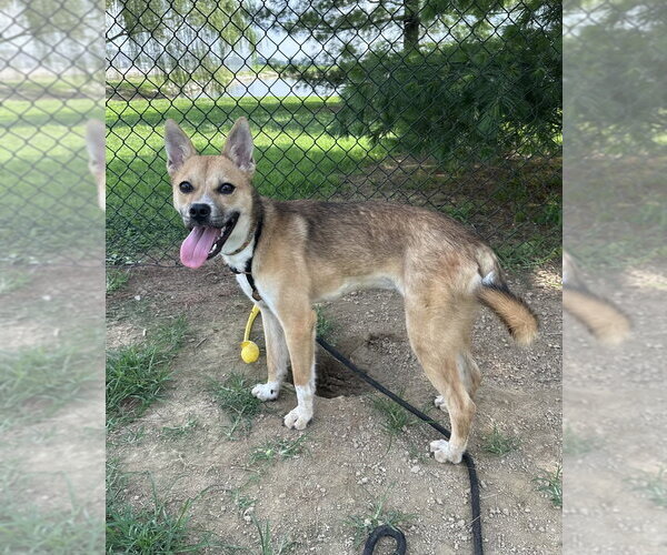 Medium Photo #5 Mutt Puppy For Sale in Evansville, IN, USA
