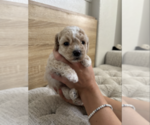 Small #4 Bichpoo