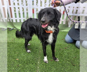 Spanador Dogs for adoption in Long Beach, CA, USA