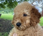 Puppy Banks Poodle (Miniature)