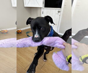 Ringo Athens - Male Mutt Dog for Adoption - Photo #4