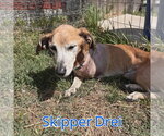 Small Photo #8 Chiweenie Puppy For Sale in San Antonio, TX, USA