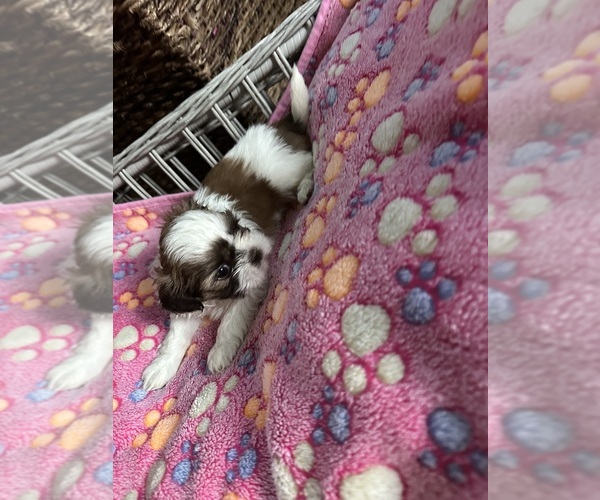 Medium Photo #8 Shih Tzu Puppy For Sale in STOKESDALE, NC, USA