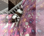 Small #7 Shih Tzu