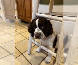 English Springer Spaniel Puppy for sale in XENIA, OH, USA