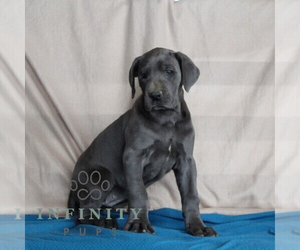 Medium Photo #4 Great Dane Puppy For Sale in BROGUE, PA, USA