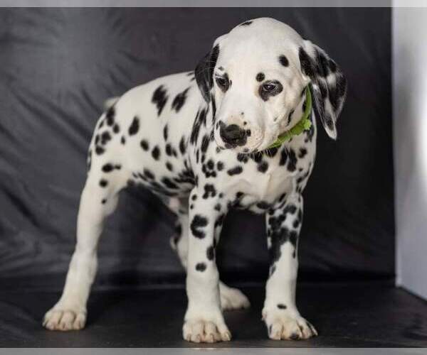Medium Photo #27 Dalmatian Puppy For Sale in JASPER, FL, USA