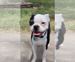 Small Boston Terrier