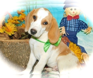 Beagle Puppy for sale in HAMMOND, IN, USA