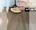 Small #6 Pug Mix