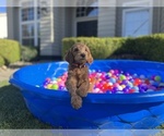 Puppy 2 Goldendoodle-Poodle (Standard) Mix