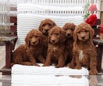 Small Photo #3 Goldendoodle-Poodle (Standard) Mix Puppy For Sale in GAP, PA, USA