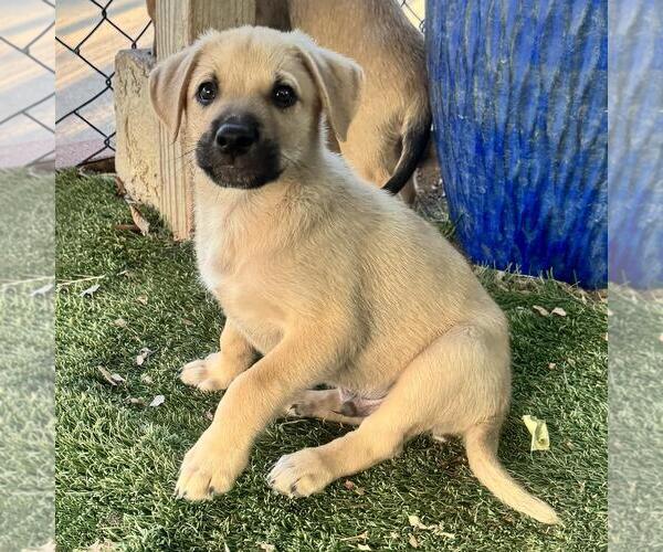 Medium Photo #4 Labrador Retriever-Unknown Mix Puppy For Sale in San Diego, CA, USA