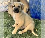 Small #3 Labrador Retriever Mix