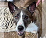 Small Photo #13 Mutt Puppy For Sale in Canton, CT, USA