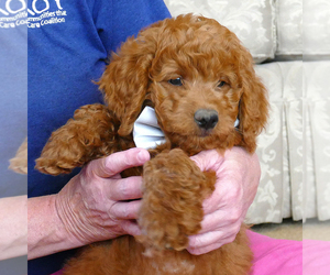 Goldendoodle (Miniature) Puppy for sale in ROY, UT, USA