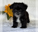 Small #9 Morkie