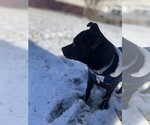 Small Photo #11 Dachshund-Labrador Retriever Mix Puppy For Sale in Princeton, MN, USA
