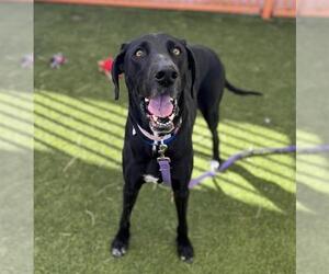 Great Dane-Labrador Retriever Mix Dogs for adoption in Las Vegas, NV, USA