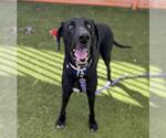 Small Great Dane-Labrador Retriever Mix