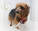 Small #1 Silky Terrier