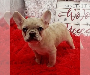French Bulldog Puppy for sale in SANDY HOOK, KY, USA