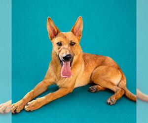German Shepherd Dog-Unknown Mix Dogs for adoption in Pearland, TX, USA
