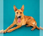 Small German Shepherd Dog Mix