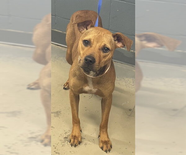 Medium Photo #1 Rhodesian Ridgeback-Unknown Mix Puppy For Sale in Tallahassee, FL, USA