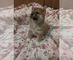 Puppy 4 Shiba Inu