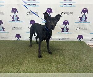 Labrador Retriever-Unknown Mix Dogs for adoption in Orlando, FL, USA