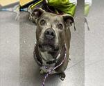 Small American Pit Bull Terrier