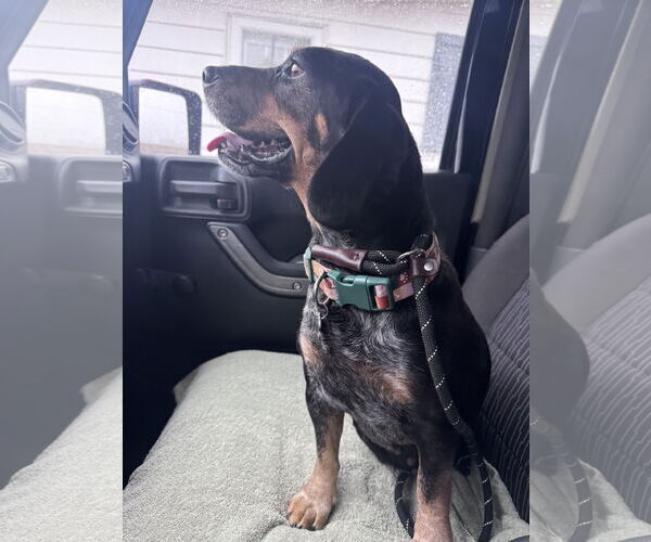 Medium Photo #2 Doxle Puppy For Sale in Columbus, IN, USA