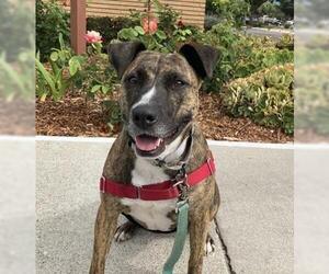 MARGO - Female American Staffordshire Terrier Dog for Adoption - Photo #3