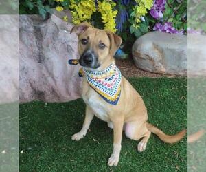 Mutt Dogs for adoption in Oklahoma City, OK, USA