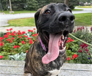 Mastiff-Saint Bernard Mix Dogs for adoption in Anchorage, AK, USA