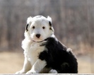 Small Photo #1 Sheepadoodle Puppy For Sale in CHILLICOTHE, MO, USA