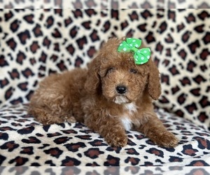 Poodle (Miniature) Puppy for sale in LAKELAND, FL, USA