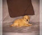 Small #1 Golden Retriever