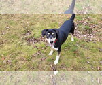 Small #4 Mutt