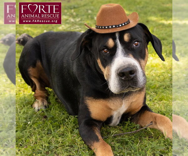 Medium Photo #3 Greater Swiss Mountain Dog Puppy For Sale in Marina del Rey, CA, USA
